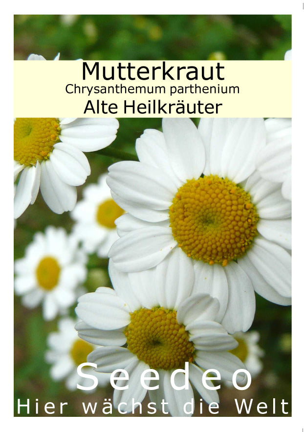 Seedeo® Mutterkraut (Chrysanthemum parthenium) 1000 Samen