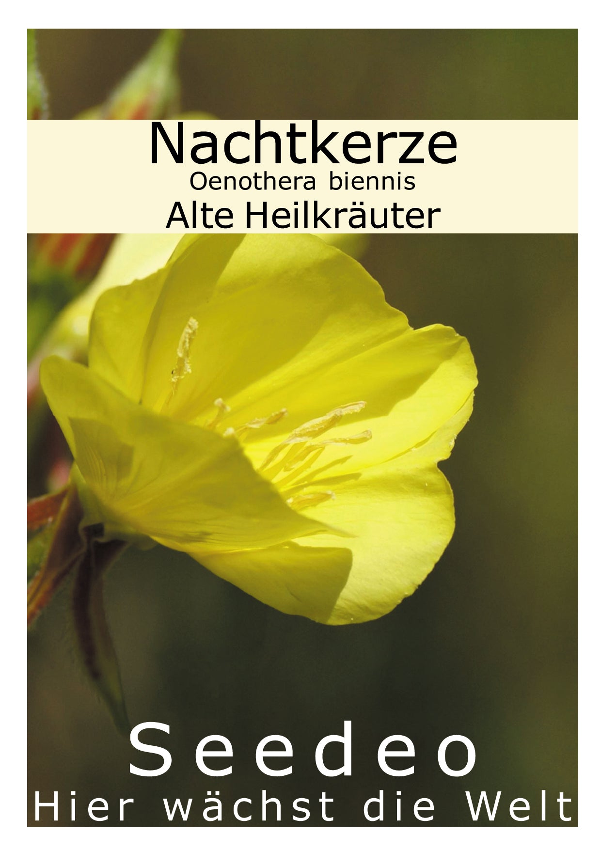 Seedeo® Nachtkerze (Oenothera biennis) 200 Samen