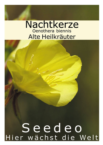 Seedeo® Nachtkerze (Oenothera biennis) 200 Samen