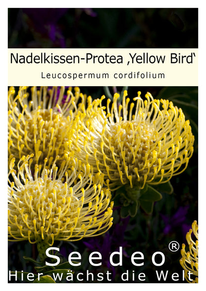 Seedeo® Nadelkissen Protea Yellow Bird (Leucospermum cordifolium) 7 Samen