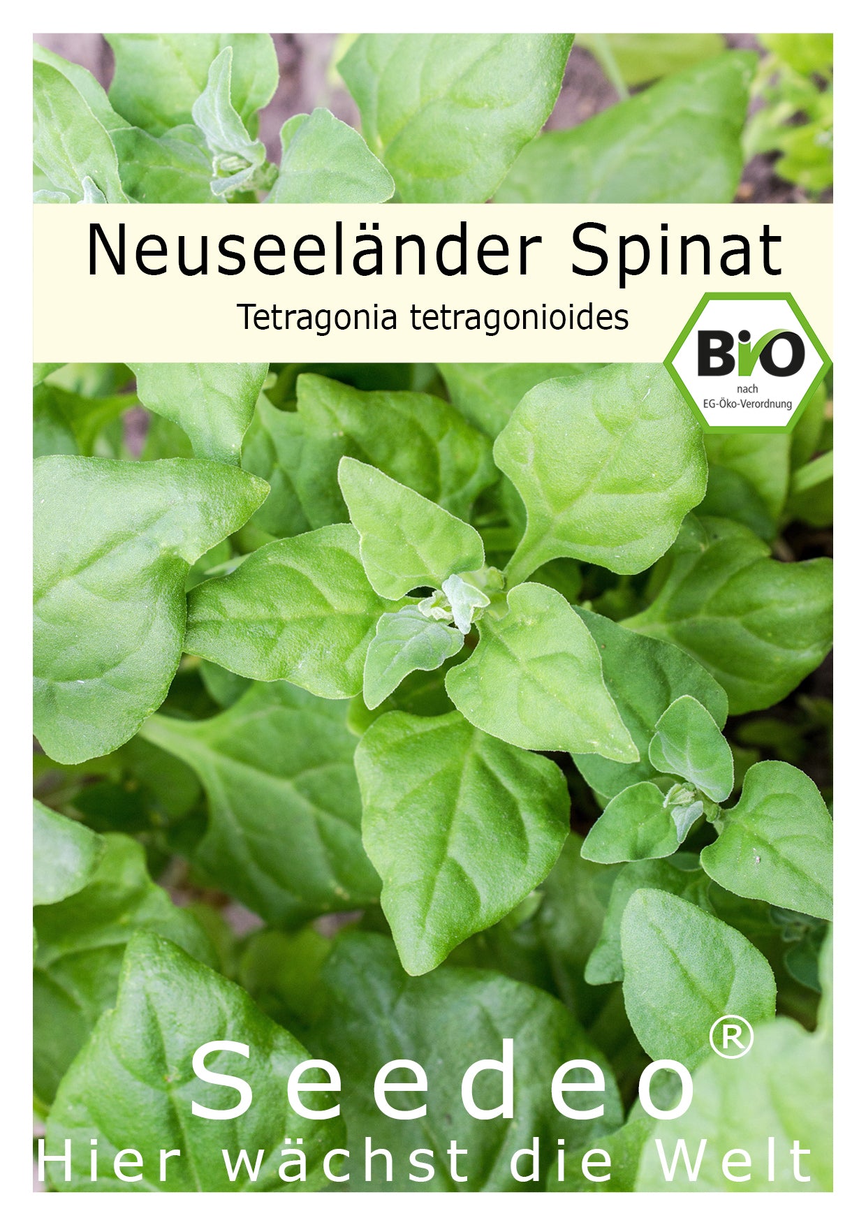 Seedeo® Neuseeländer Spinat (Tetragonia tetragonioides) 20 Samen BIO
