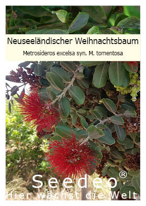 Seedeo® Neuseeländischer Weihnachtsbaum (Metrosideros excelsa) 200 Samen
