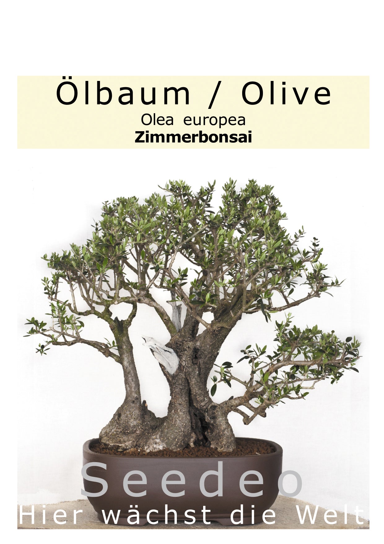 Seedeo® Ölbaum/Olive Bonsai 20 Samen