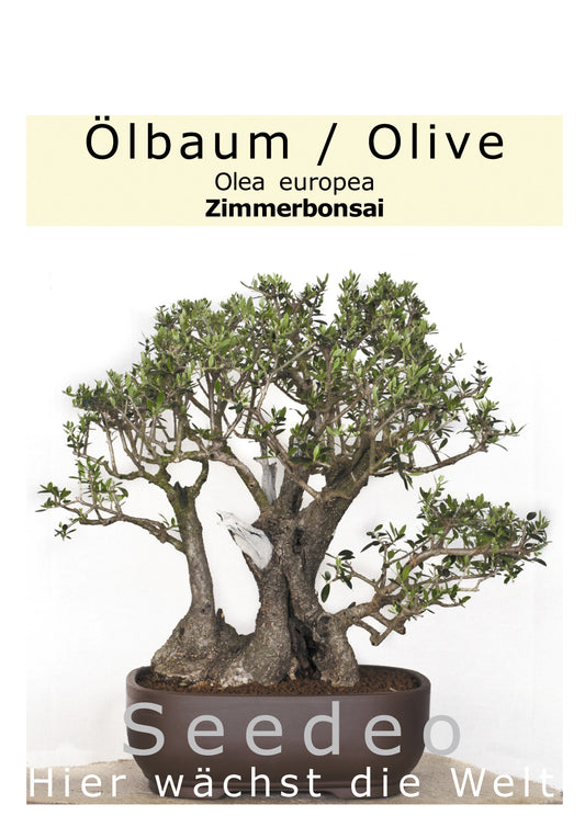 Seedeo® Ölbaum/Olive Bonsai 20 Samen