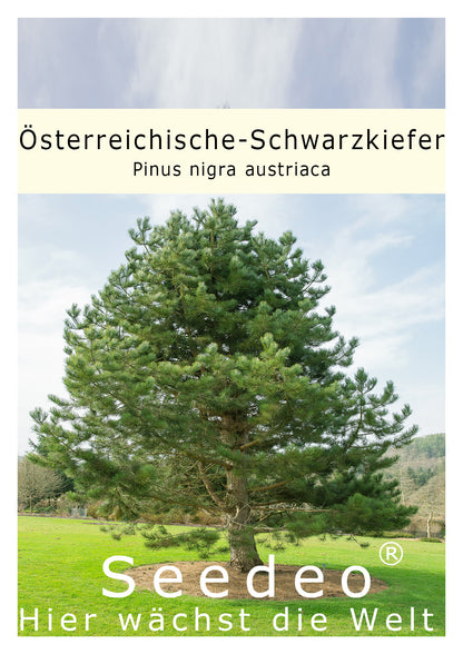 Seedeo® Österreichische Schwarzkiefer (Pinus nigra austriaca) 30 Samen