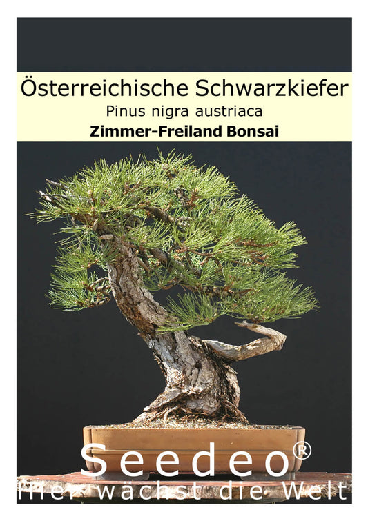 Seedeo® Österreichische Schwarzkiefer Bonsai 30 Samen