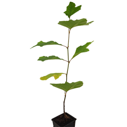 Seedeo® Orientalische Platane (Platanus orientalis) Pflanze ca. 40 cm hoch