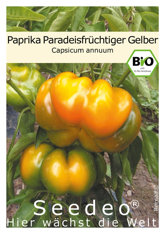 Seedeo® Paprika Paradeisfrüchtiger Gelber (Capsicum annuum) 25 Samen BIO