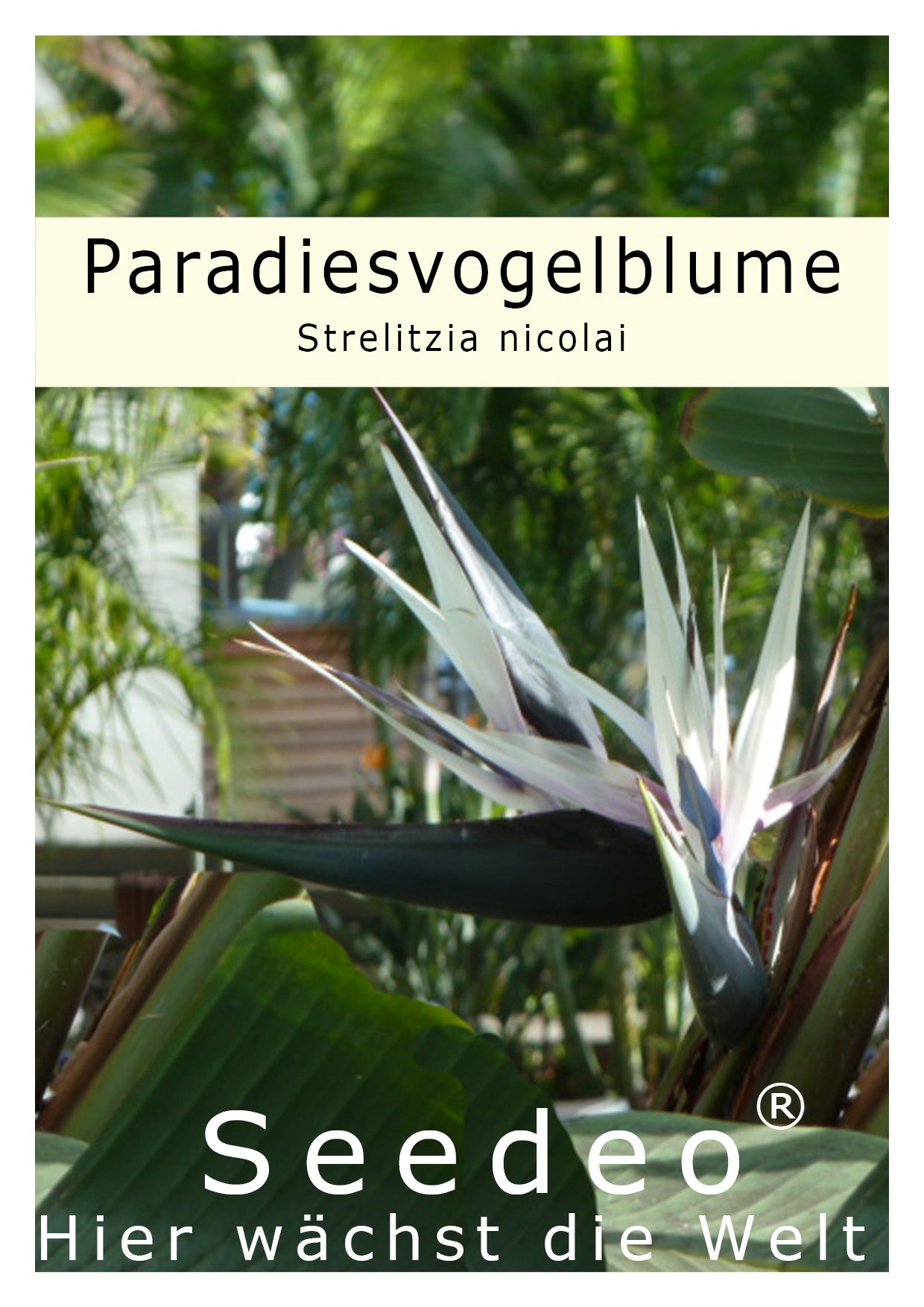 Seedeo® Paradiesvogelblume (Strelitzia nicolai) 10 Samen
