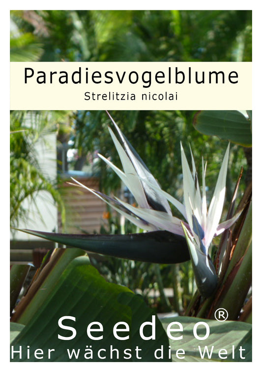 Seedeo® Paradiesvogelblume (Strelitzia nicolai) 10 Samen