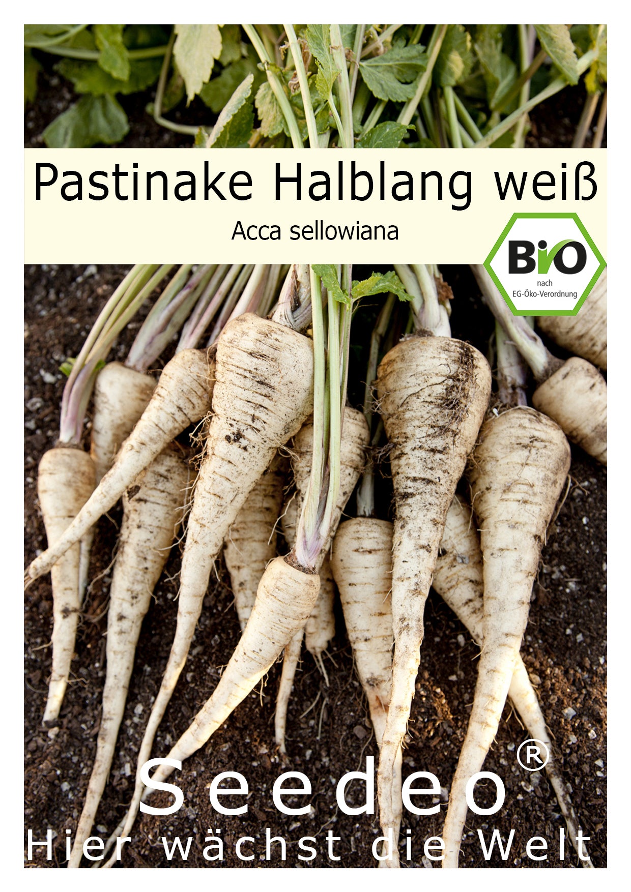 Seedeo® Pastinake, Halblange weiße (Pastinaca sativa L.) 200 Samen BIO