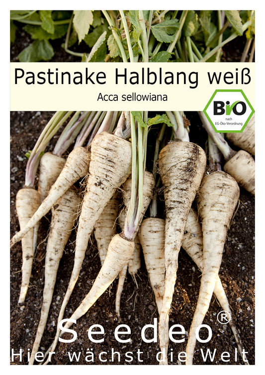 Seedeo® Pastinake, Halblange weiße (Pastinaca sativa L.) 200 Samen BIO