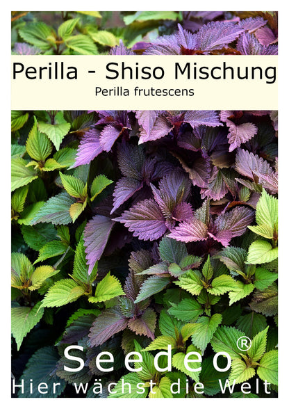 Seedeo® Shiso / Perilla Mischung grün & rot ca. 200 Samen