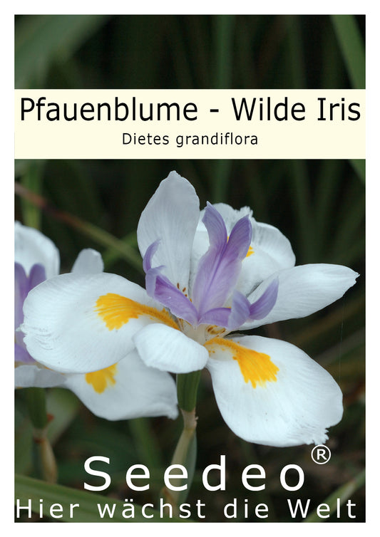 Seedeo® Pfauenblume - Wilde Iris (Dietes grandiflora) 10 Samen