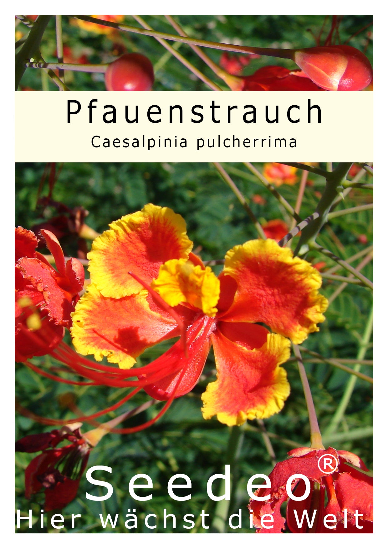 Seedeo® Pfauenstrauch (Caesalpinia pulcherrima) 10 Samen