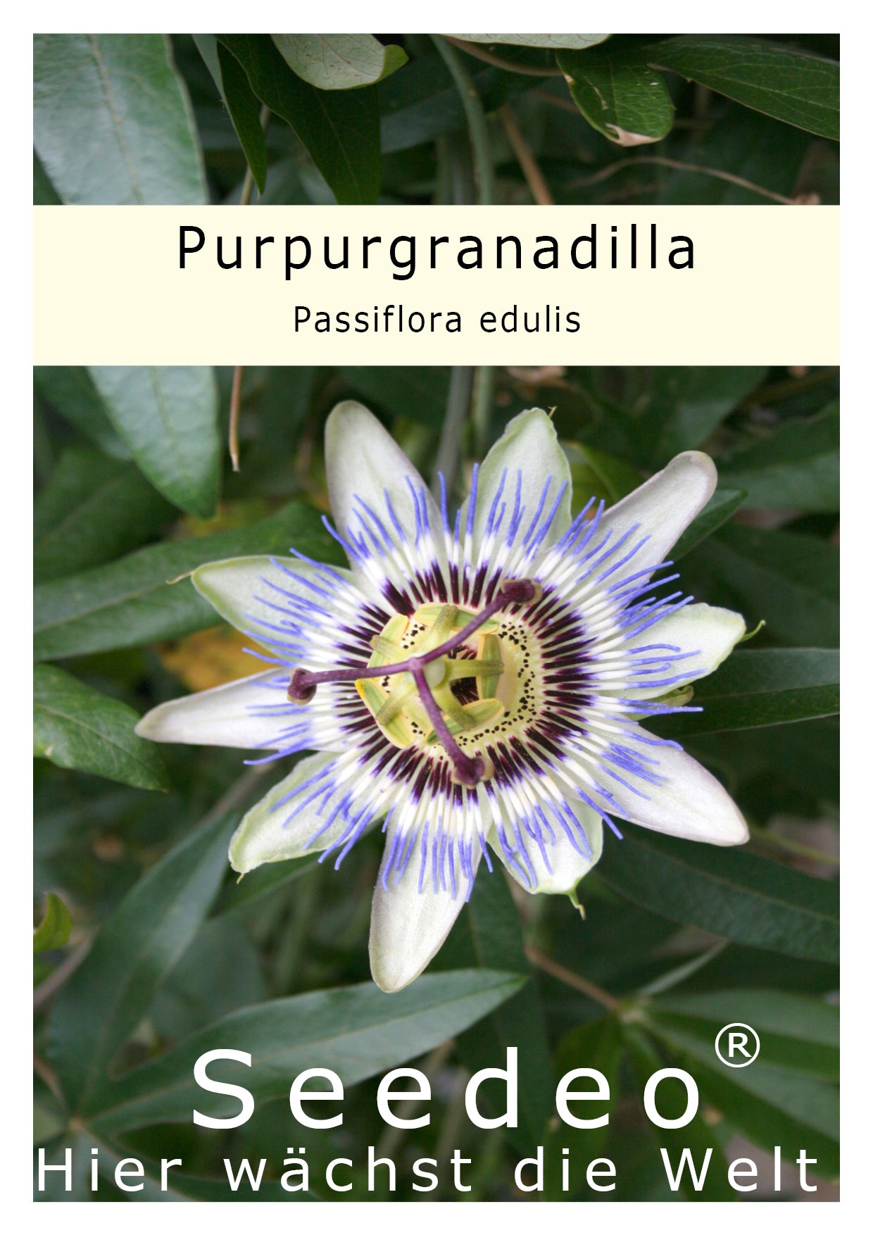 Seedeo® Purpurgranadilla (Passiflora edulis) 50 Samen