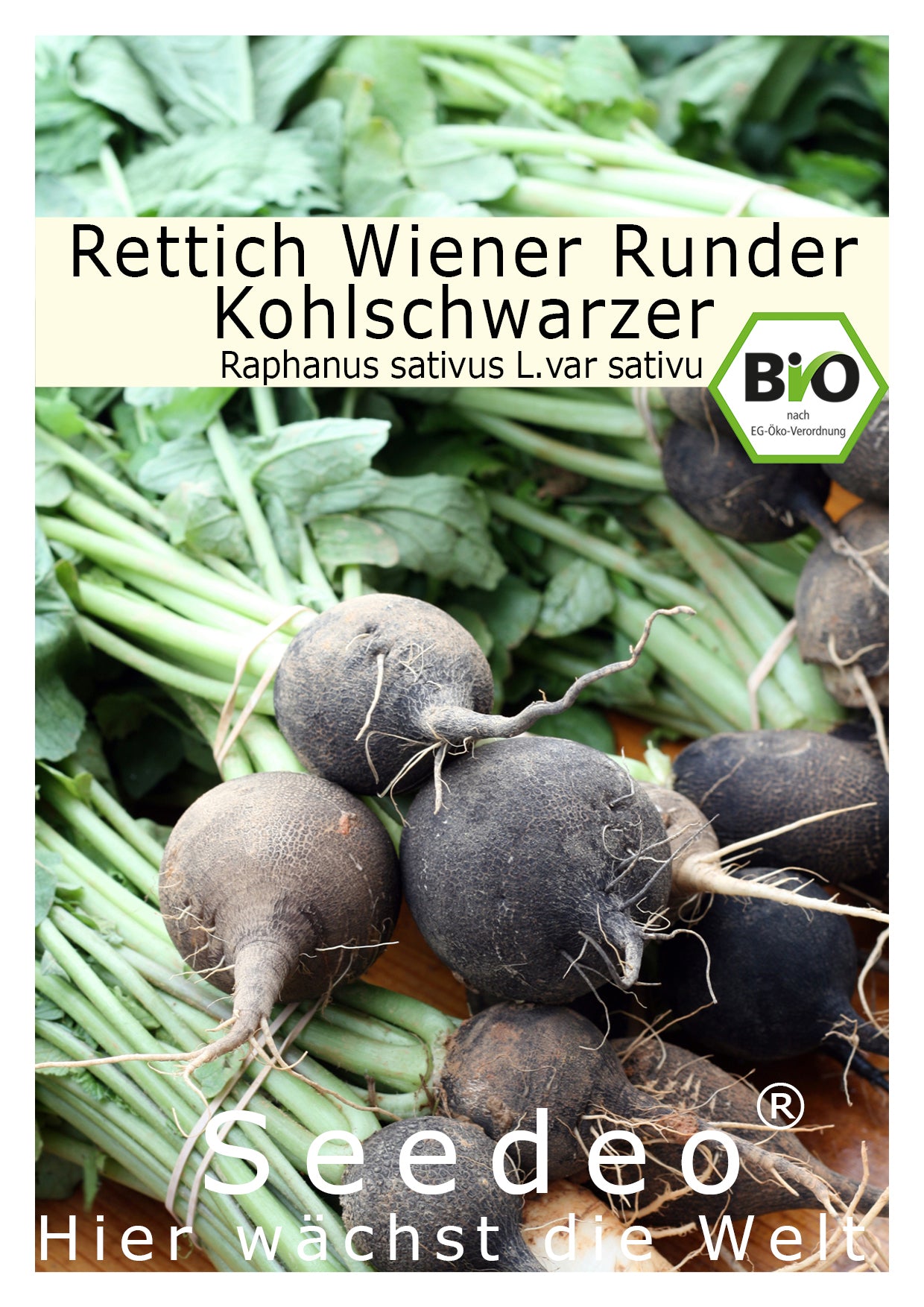 Seedeo® Rettich Wiener Runder Kohlschwarzer (Raphanus sativus L.) 100 Samen BIO