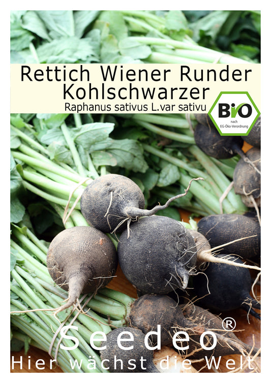 Seedeo® Rettich Wiener Runder Kohlschwarzer (Raphanus sativus L.) 100 Samen BIO