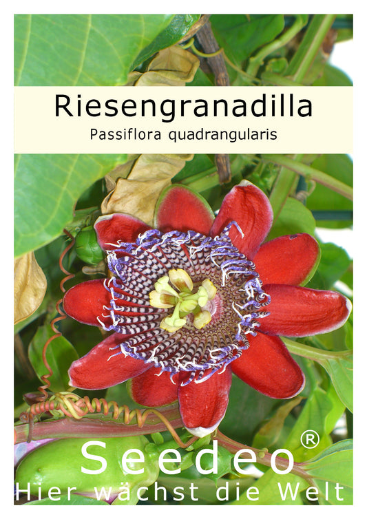 Seedeo® Riesengranadilla (Passiflora quadrangularis) 10 Samen