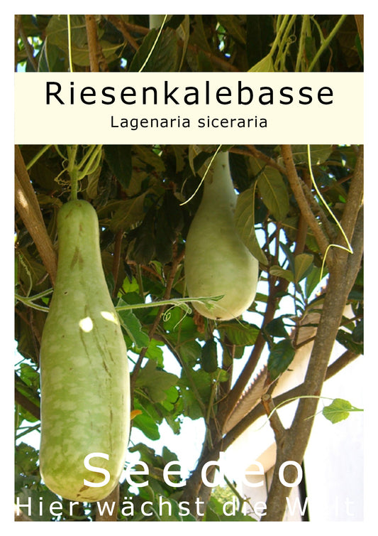 Seedeo® Afrikanische Riesenkalebasse (Lagenaria siceraria ) 10 Samen