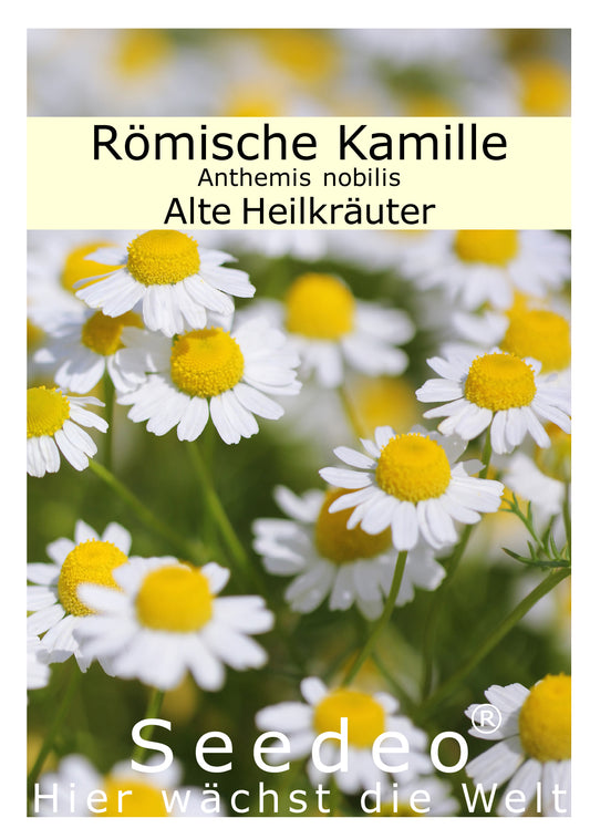 Seedeo® Römische Kamille (Anthemis nobilis) 500 Samen