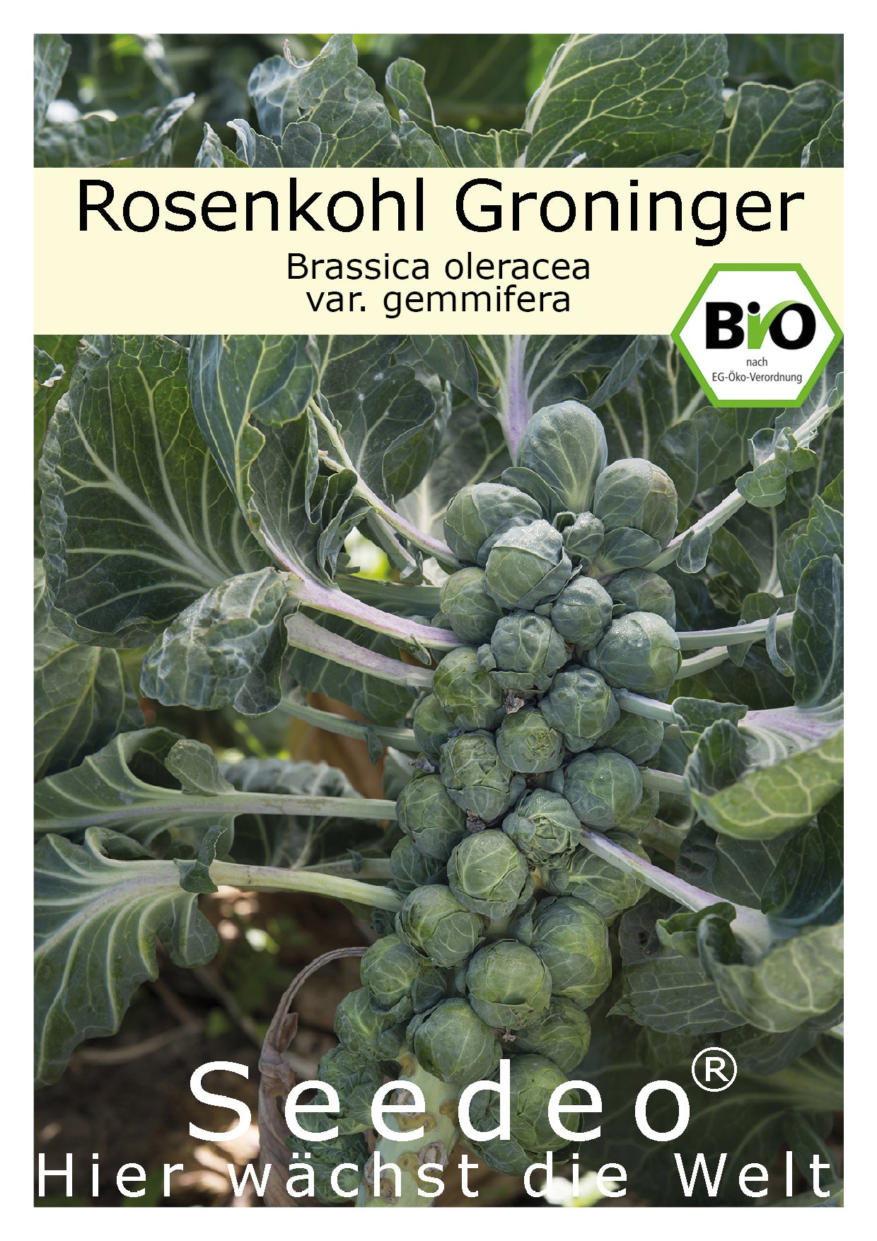 Seedeo® Rosenkohl Groninger  (Brassica oleracea var. gemmifera) 50 Samen BIO