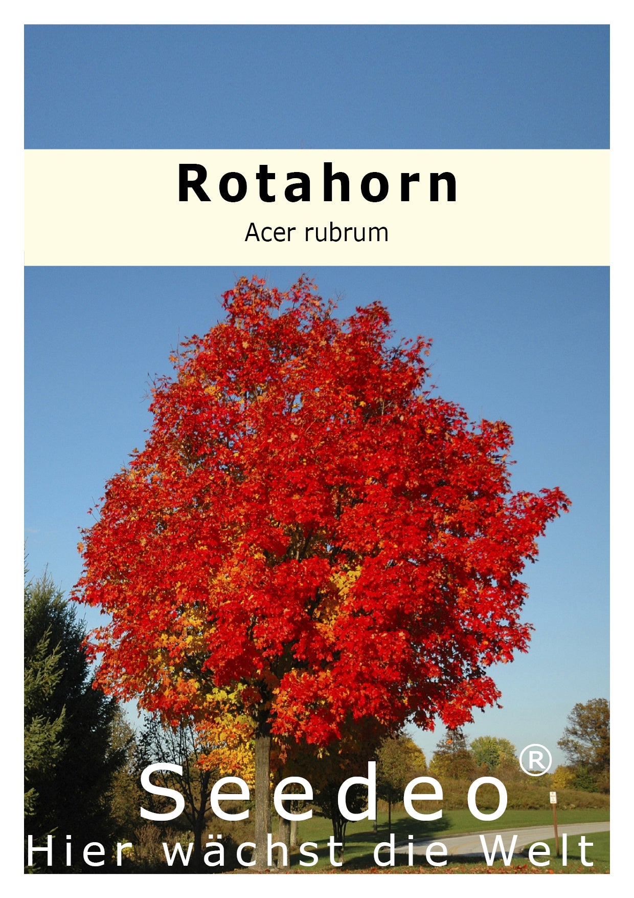 Seedeo® Rotahorn Acer rubrum 30 Samen