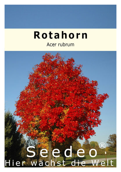 Seedeo® Rotahorn Acer rubrum 30 Samen