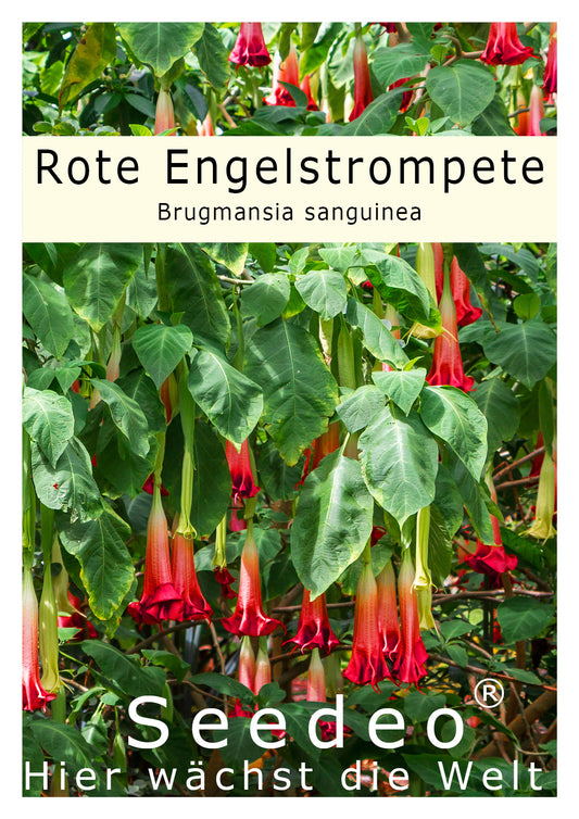 Seedeo® Rote Engelstrompete (Brugmansia sanguinea) 10 Samen