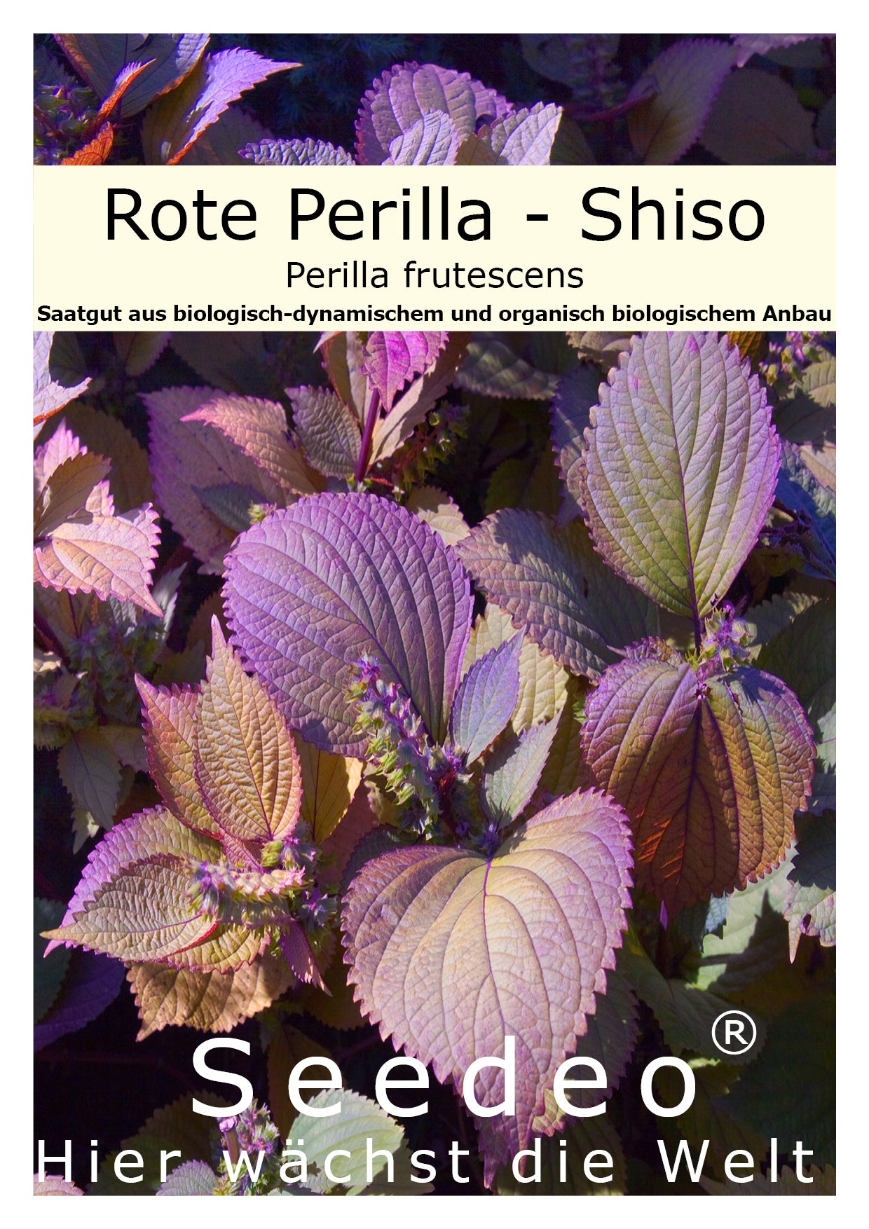 Seedeo® Shiso/Perilla rot (Perilla frutescens) ca. 200 Samen