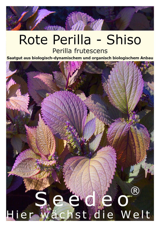 Seedeo® Shiso/Perilla rot (Perilla frutescens) ca. 200 Samen