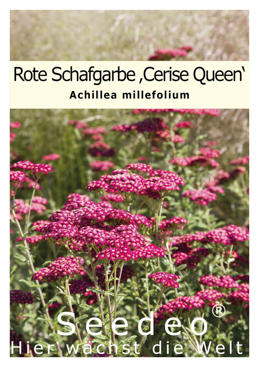 Seedeo® Rote Schafgarbe (Achillea millefolium) Cerise Queen 200 Samen