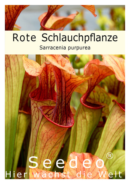 Seedeo® Rote Schlauchpflanze (Sarracenia purpurea) 10 Samen inkl. Anzuchtsubstrat