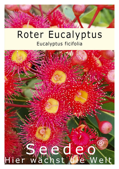 Seedeo® Roter Eucalyptus (Eucalyptus ficifolia) 20 Samen