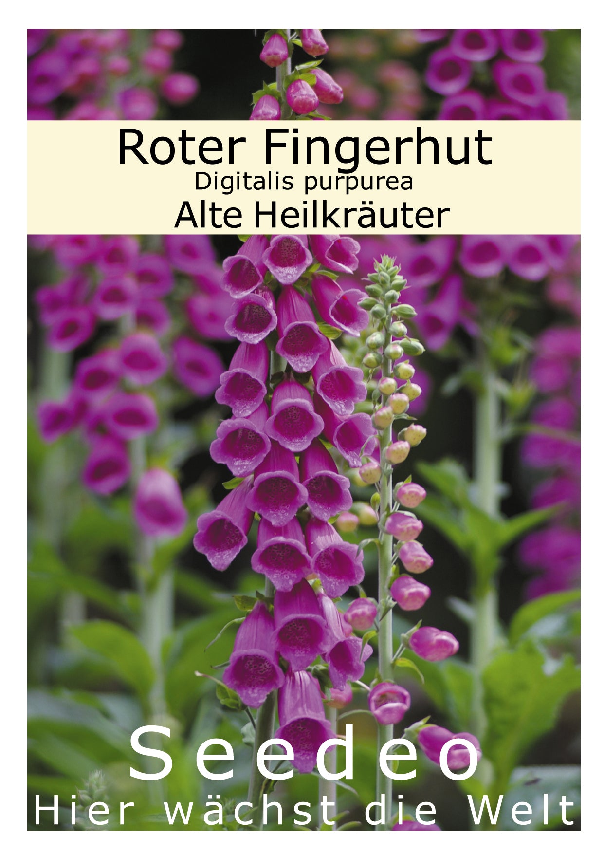 Seedeo® Roter Fingerhut Digitalis purpurea 200 Samen