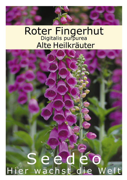 Seedeo® Roter Fingerhut Digitalis purpurea 200 Samen