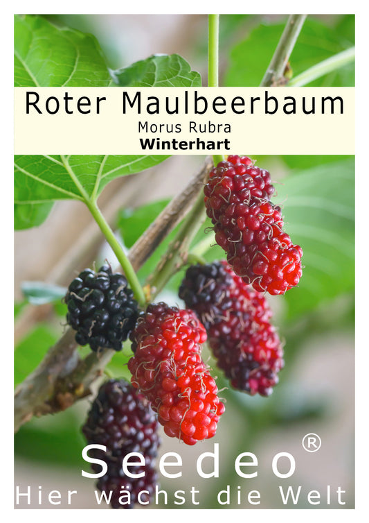 Seedeo® Roter Maulbeerbaum (Morus ruba) ca. 30 cm - 40 cm