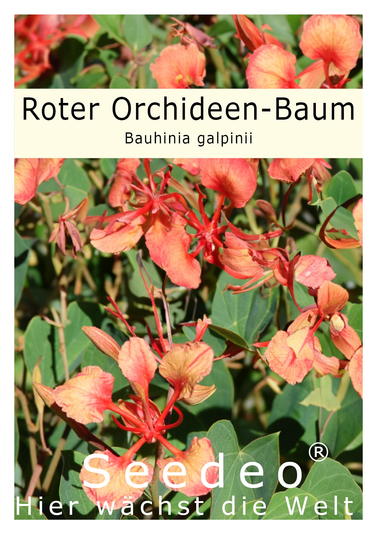 Seedeo® Roter Orchideen-Baum (Bauhinia galpinii) 20 Samen
