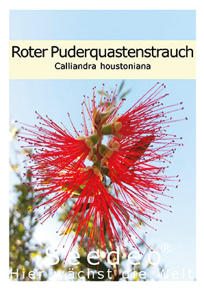 Seedeo® Roter Puderquastenbaum (Caliiandra houstoniana) 20 Samen
