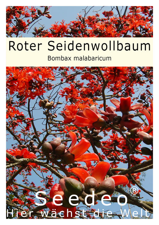 Seedeo® Roter Seidenwollbaum (Bombax malabaricum) 15 Samen