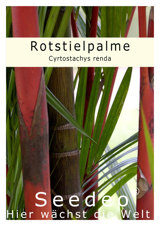 Seedeo® Rotstielpalme (Cyrtostachys Renda) 10 Samen