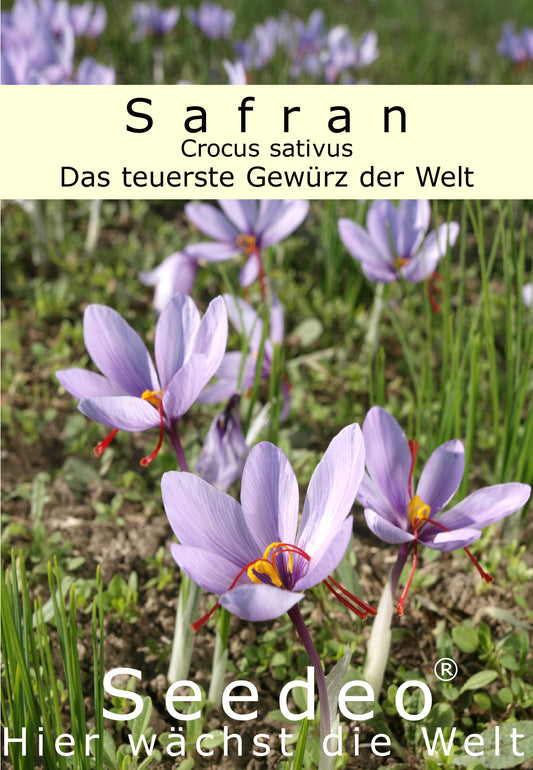 Seedeo® Safran (Crocus sativus) 10 Zwiebeln