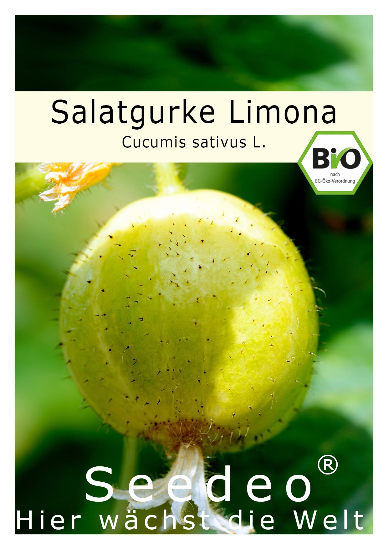 Seedeo® Salatgurke Limona  (Cucumis sativus L) 20 Samen BIO