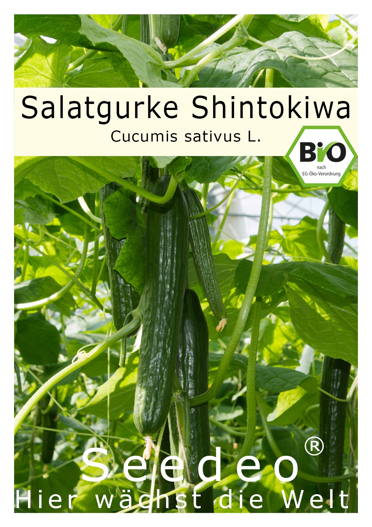Seedeo® Salatgurke Shintokiwa (Cucumis sativus) 20 Samen BIO