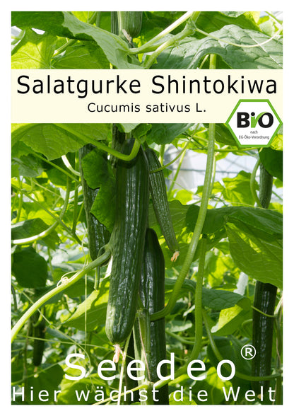 Seedeo® Salatgurke Shintokiwa (Cucumis sativus) 20 Samen BIO