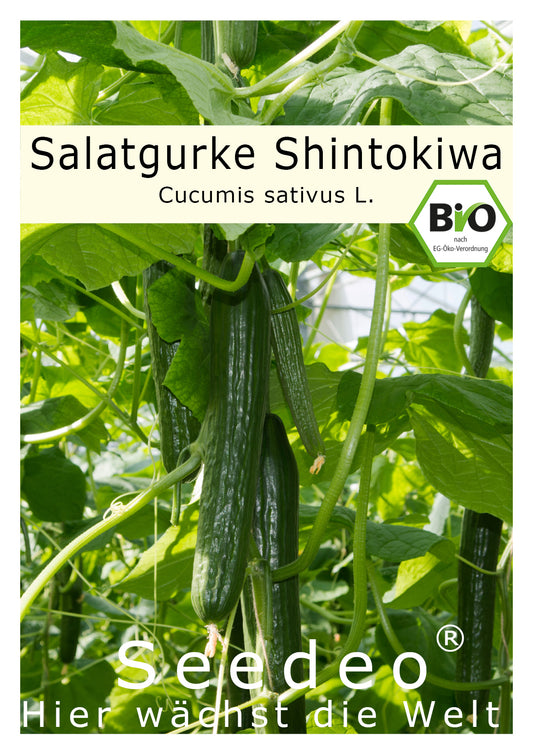Seedeo® Salatgurke Shintokiwa (Cucumis sativus) 20 Samen BIO