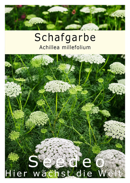 Seedeo® Schafgarbe (Achillea millefolium) 200 Samen