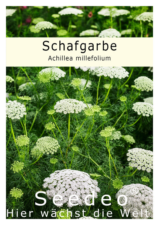 Seedeo® Schafgarbe (Achillea millefolium) 200 Samen