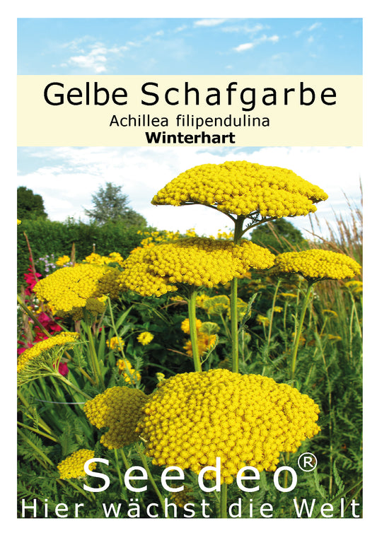 Seedeo® Gelbe Schafgarbe "Cloth of Gold" (Achillea filipendulina) 200 Samen