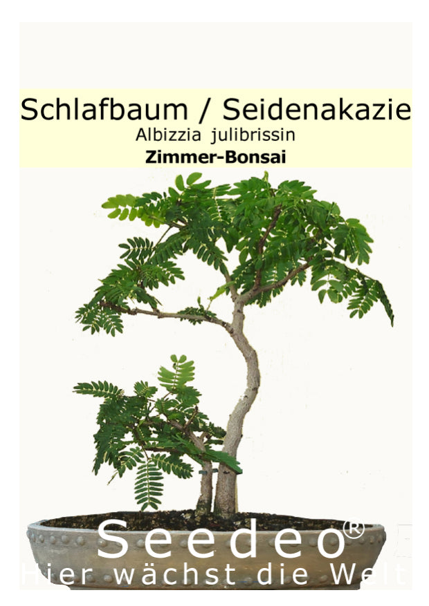 Seedeo® Seidenakazie/Schlafbaum (Albizzia julibrissin) Bonsai 50 Samen